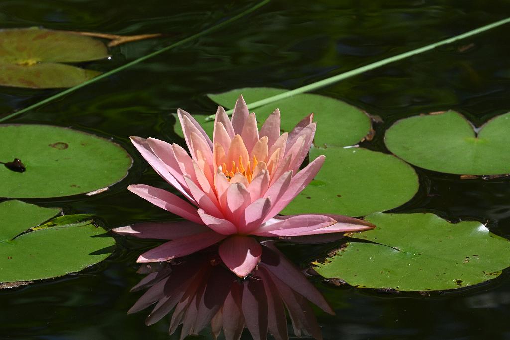 2025-07049357 Acton Arboretum, MA.JPG - Water Lily. Acton Arboretum, MA, 7-4-2025
